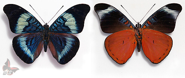 Panacea prola , UNMOUNTED butterfly