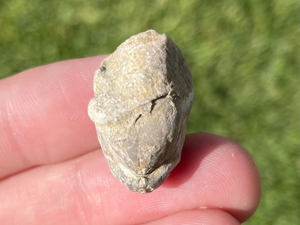 Germany Fossil Brachiopod Dicamara plebeia Devonian Age Shell