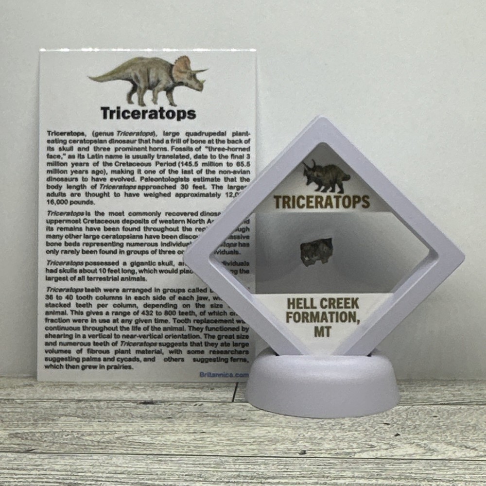Triceratops Extinct Dinosaur Partial Tooth Fossil in Display Case