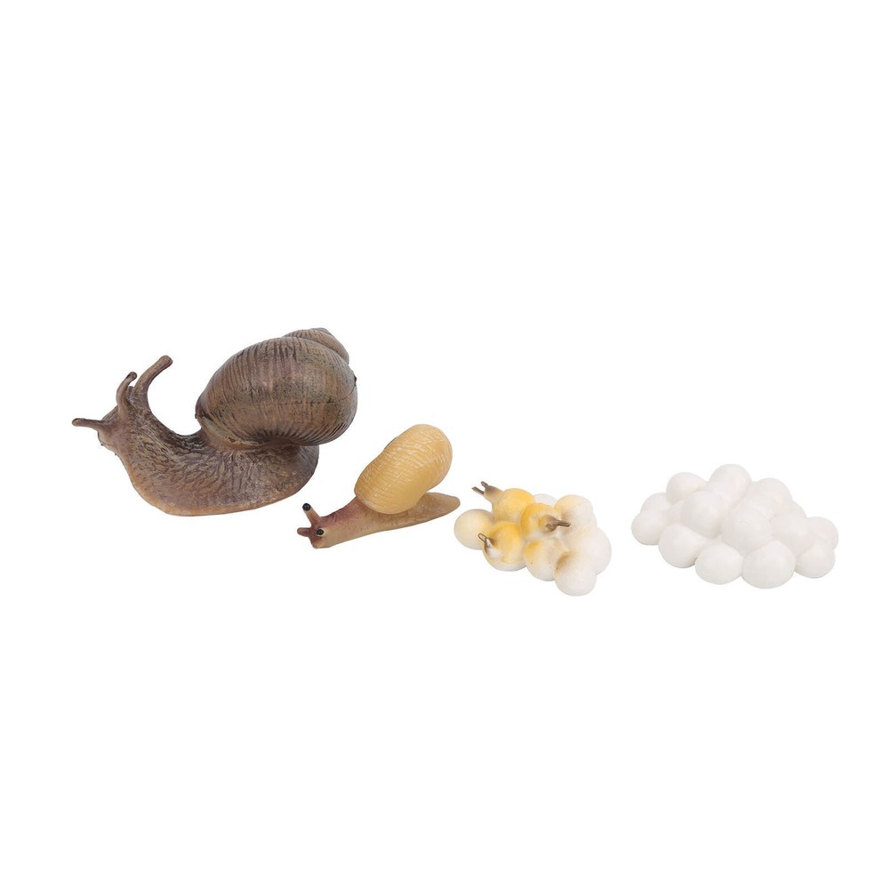 Snail Growth Cycle Insect Model Life Cycle Model Cognition
