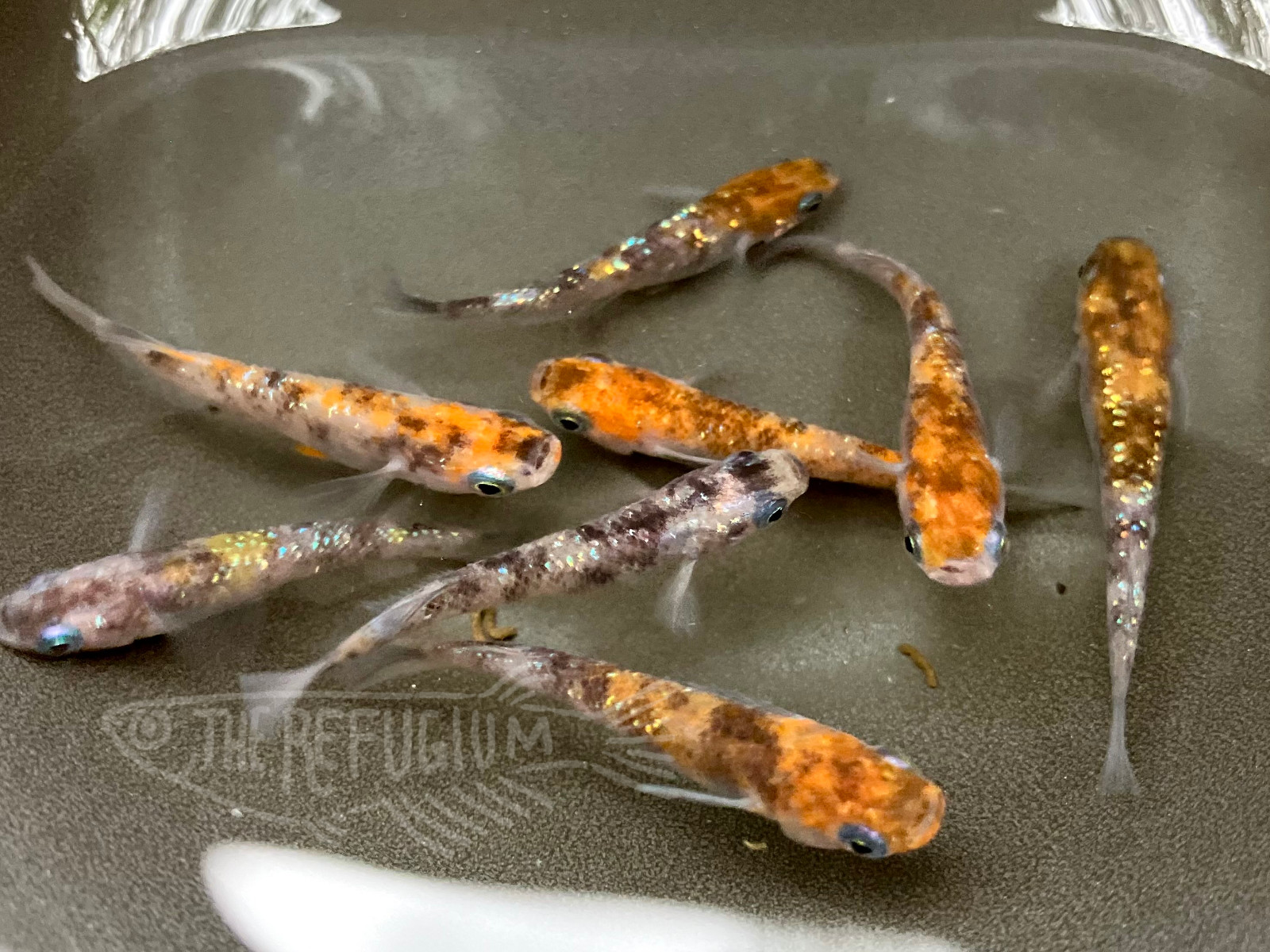 10+ fertilized hatching eggs assorted mystery medaka ricefish