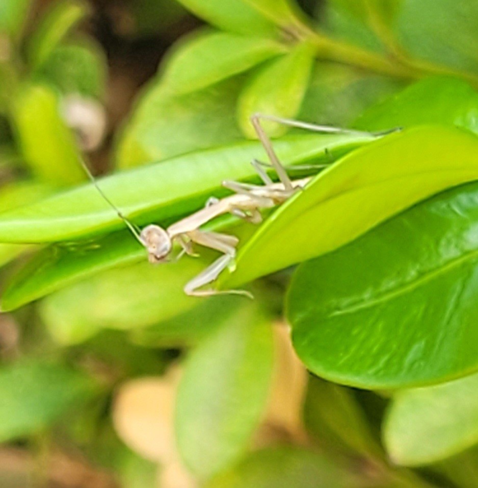 Praying Mantis Ootheca