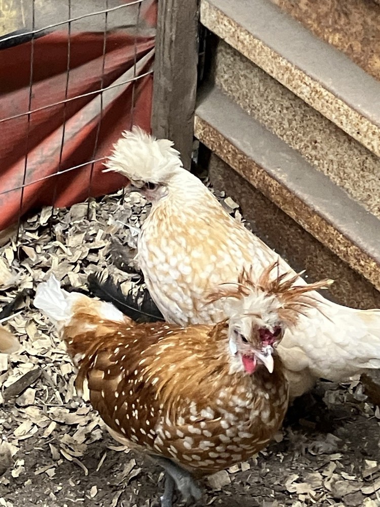 6 Chamois Spangled Appenzeller Spitzhauben Hatching Eggs 🥚🥚🥚🥚🥚🥚