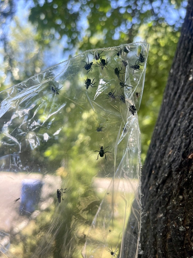 Spotted Lanternfly Trap