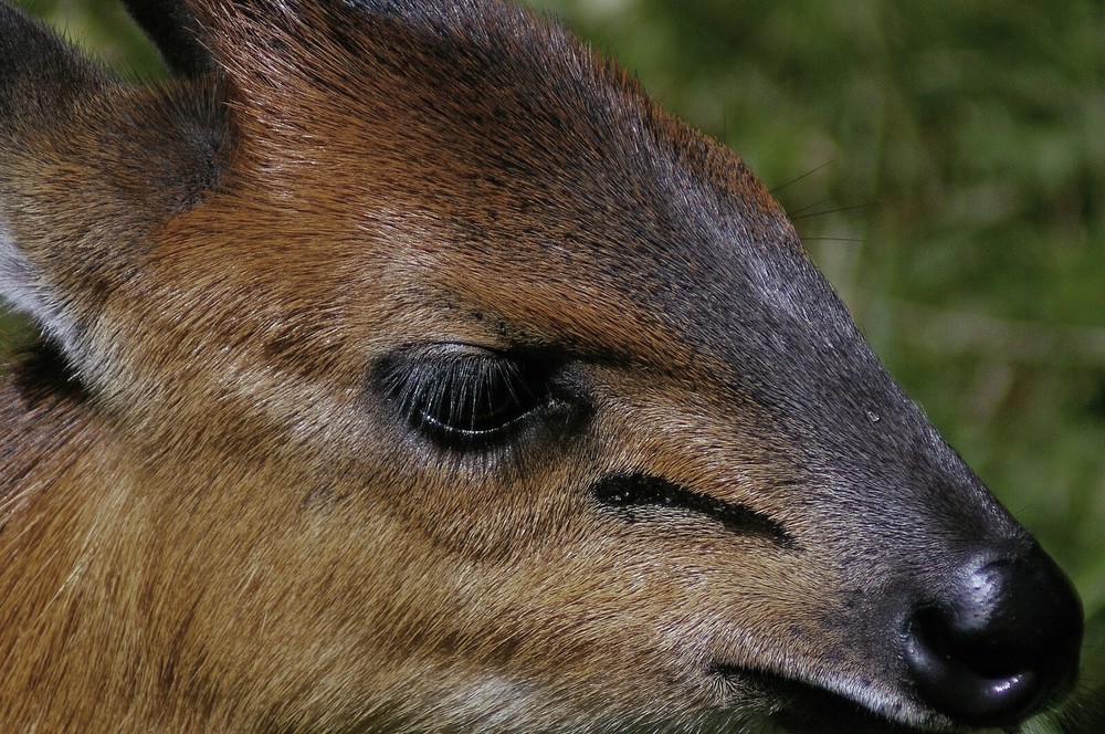 Duiker Taxidermy Reference Photo Cd
