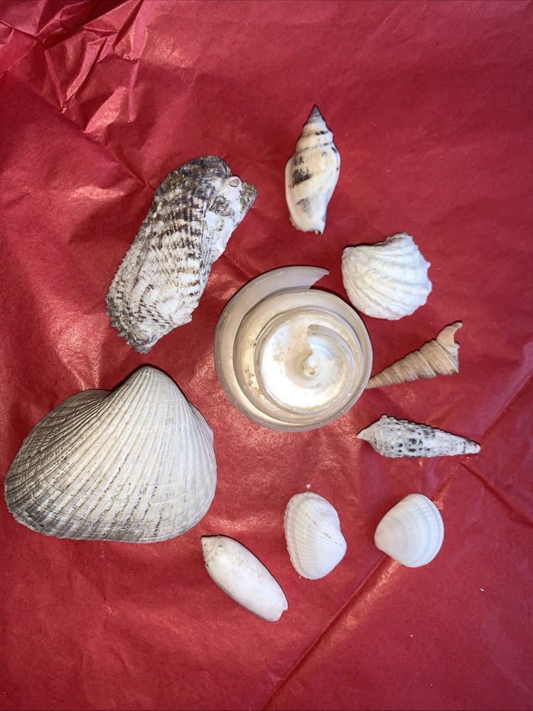 Seashell Lot Various Sizes and Shells Beautiful Selection Craft Beach 10 Shells