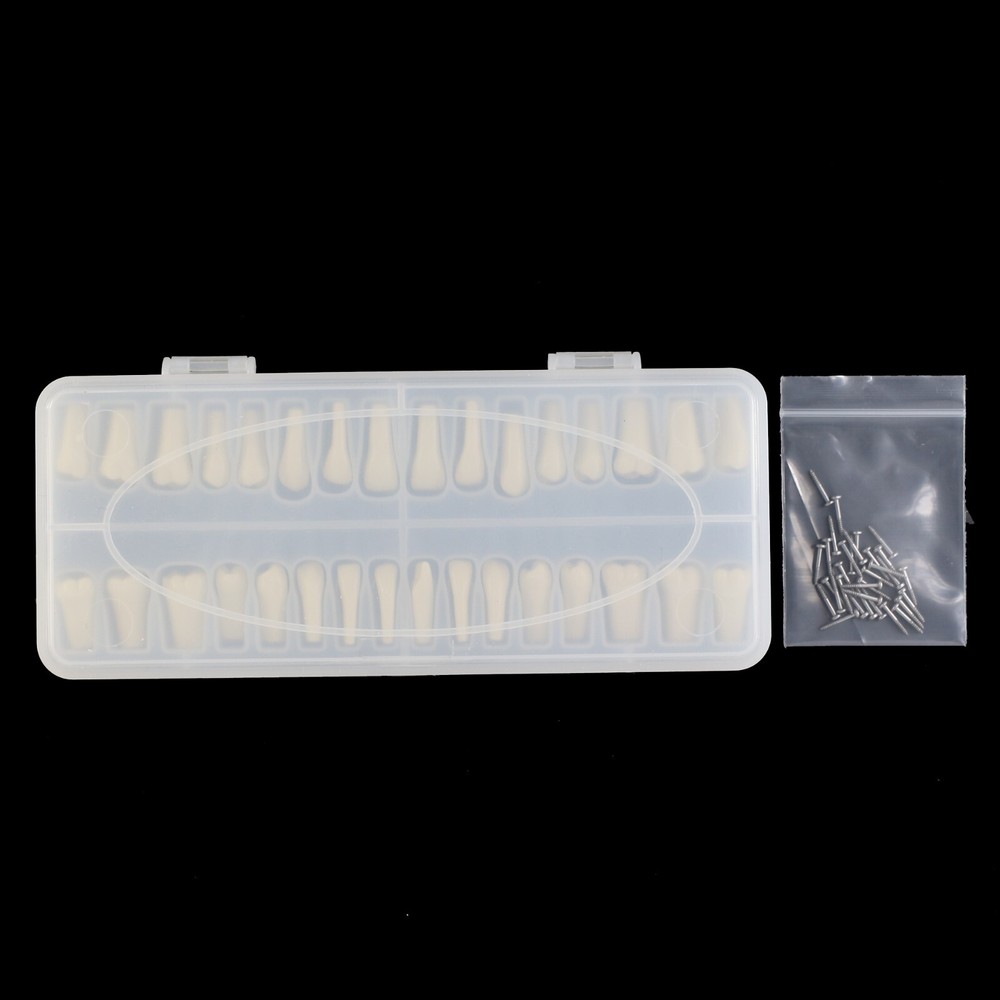 Columbia 860 Type Dental Simulation 32PCS Teeth Typodont Model Exam Teaching