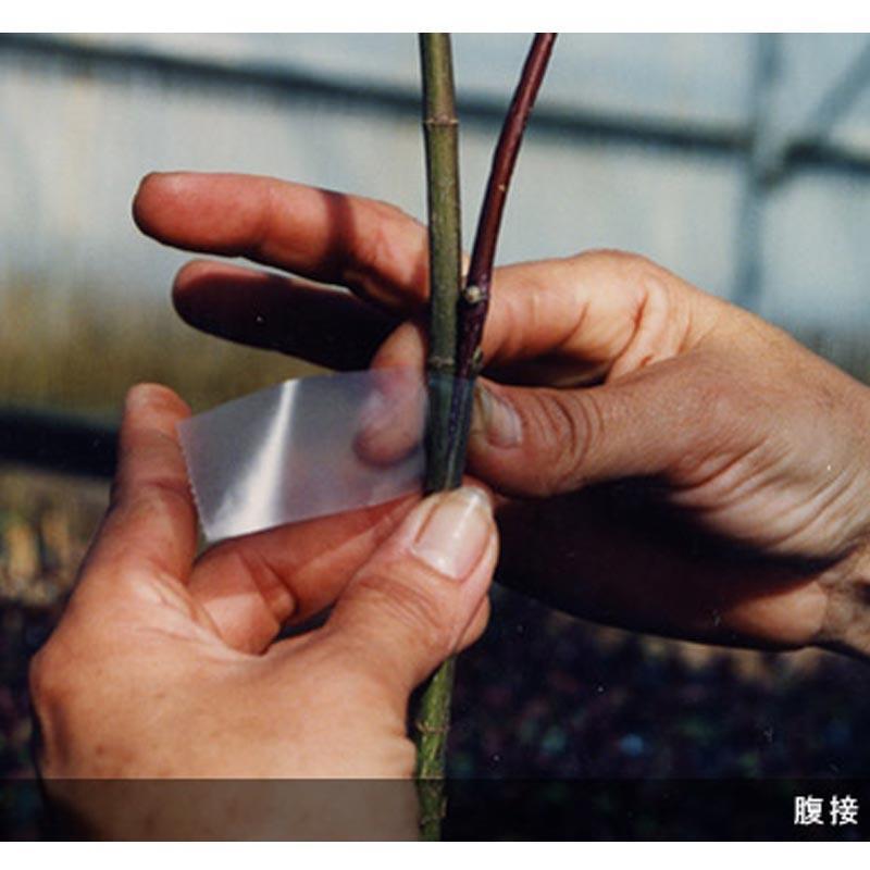 Aglis New Medel 25mm x 30M Buddy Tape Grafting Tape Agricultural *US seller