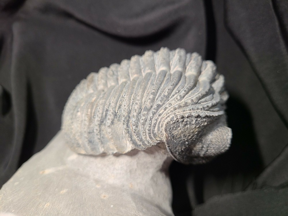 Massive 6" Drotops megalomanicus Trilobite from the Devonian Morocco