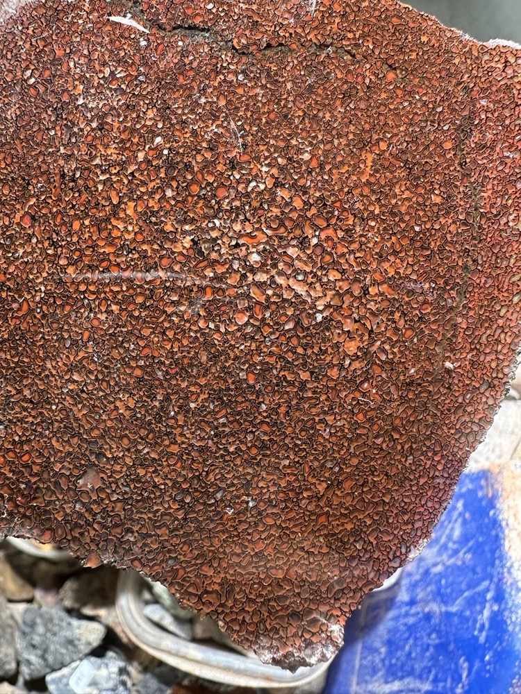 Dinosaur bone rough **hxtled slab.