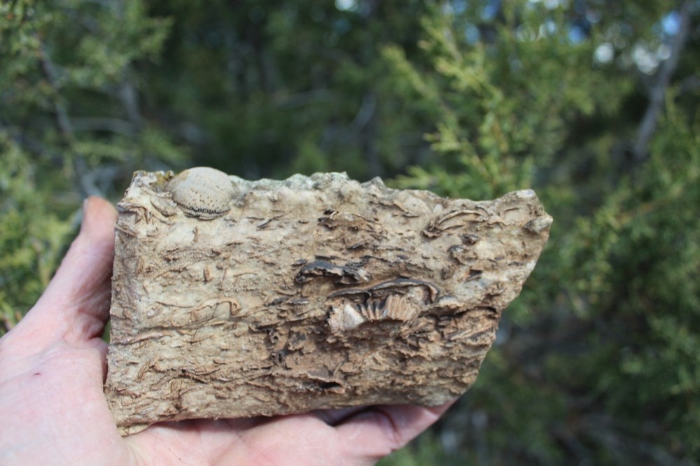 RARE Locality - Superb Display Specimen - Brachiopod/Shell Fossil - DEVONIAN