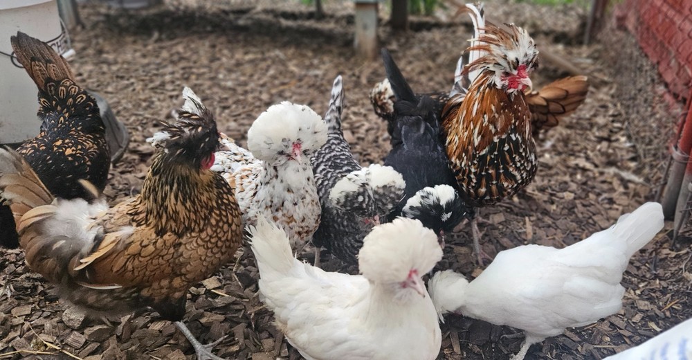 12 Polish Hatching Eggs