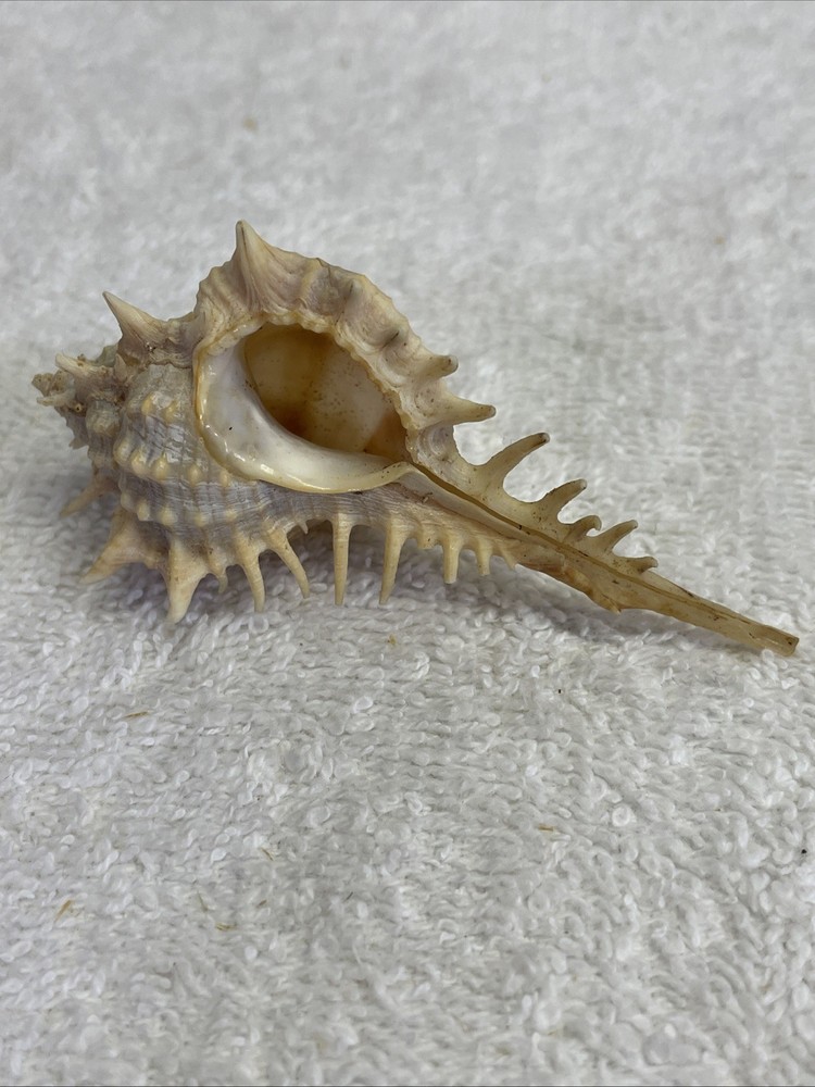Unique Sea Shell with Spines 3" Long for crafts / display