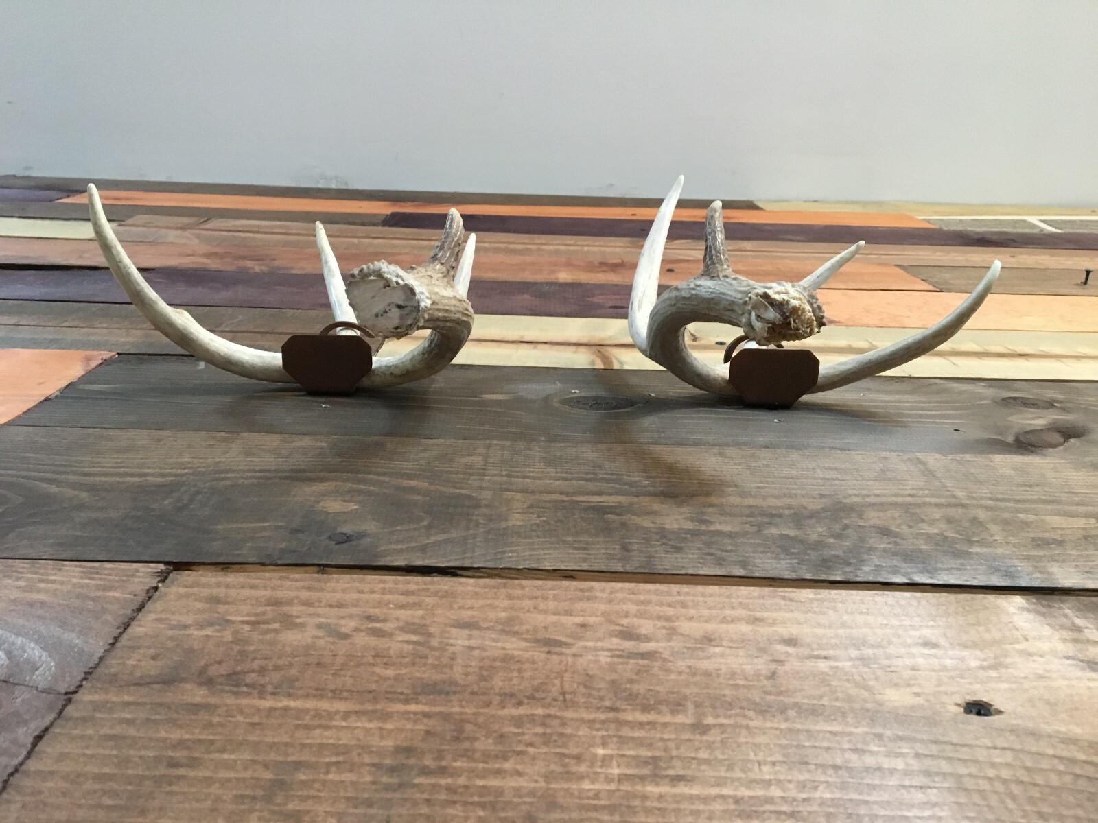 Amazeen Outdoors Shed Antler Mount Hanger Whitetail Mule Deer Sheds Bone Skull