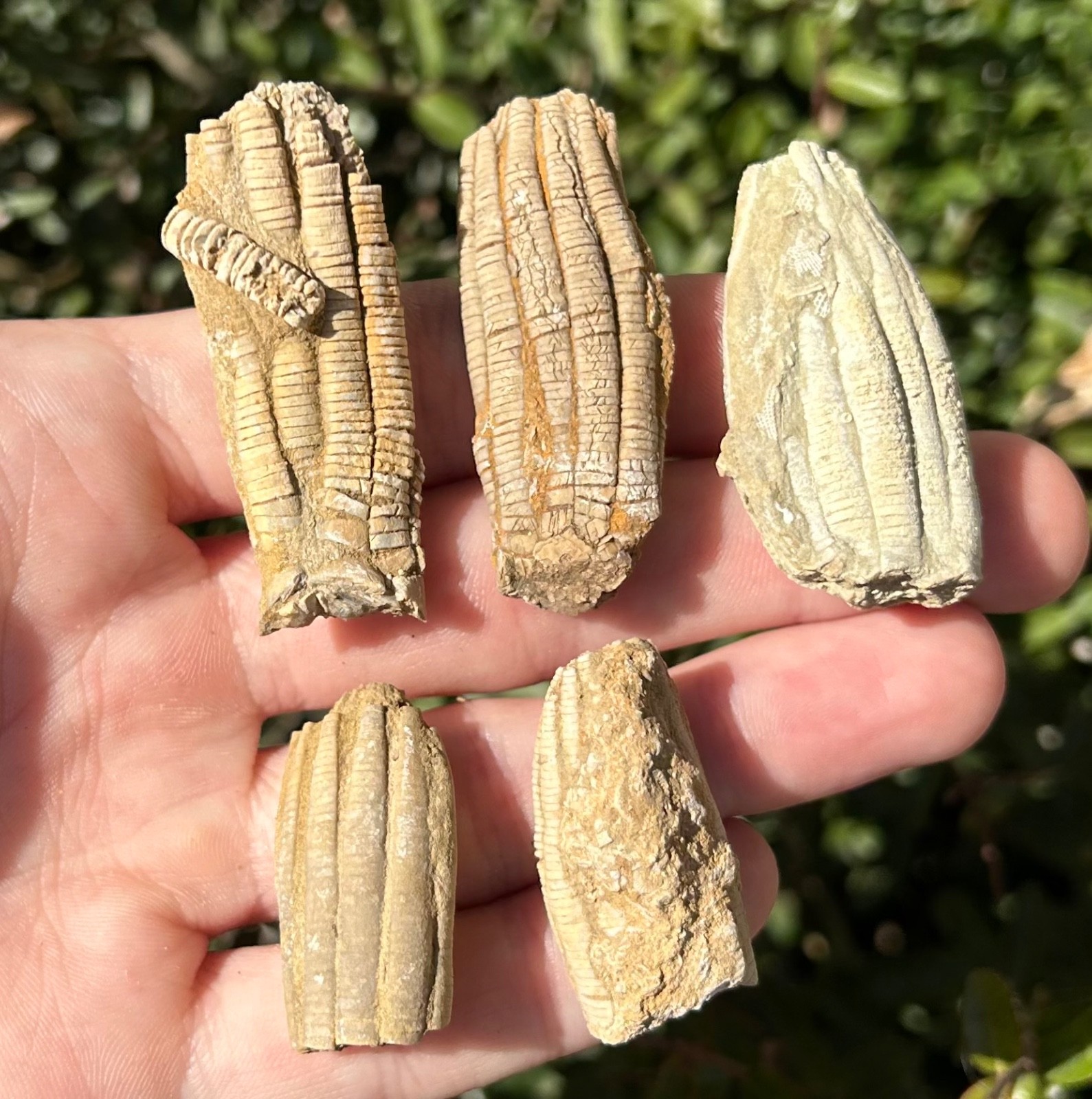 Alabama Fossil Crinoids LOT OF 5 Phanocrinus Bangor Limestone Mississippian Age