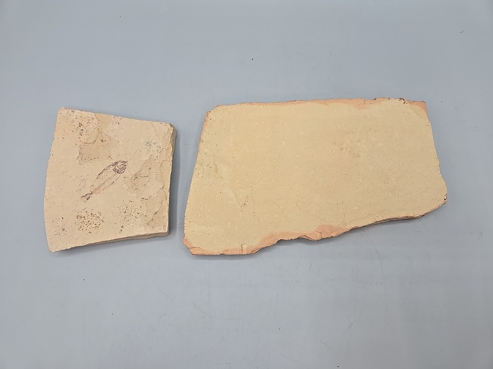 Diplomystus dentatus Fossil Fish - Split Layer