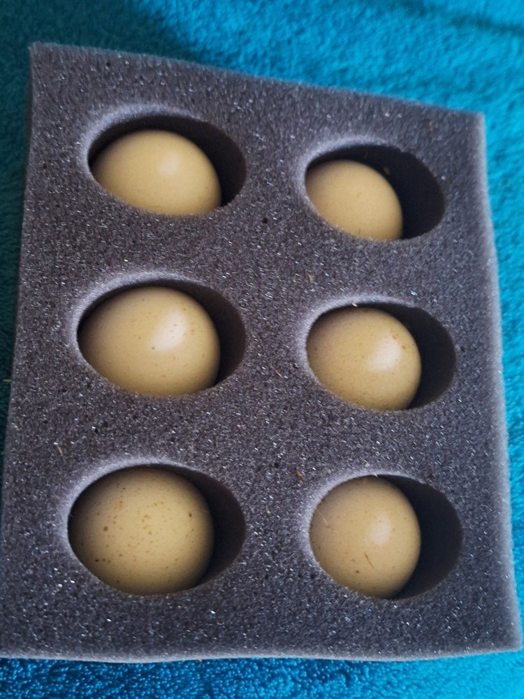 6 Lilac Turkey Hatching Eggs