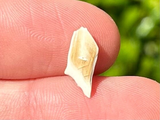 Rare TEXAS MIOCENE Fossil Gar Fish Scale Fleming Formation