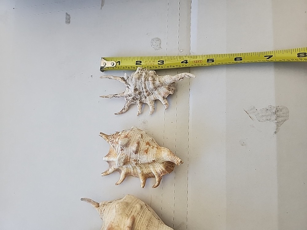 3 SPIDER CONCH shells.