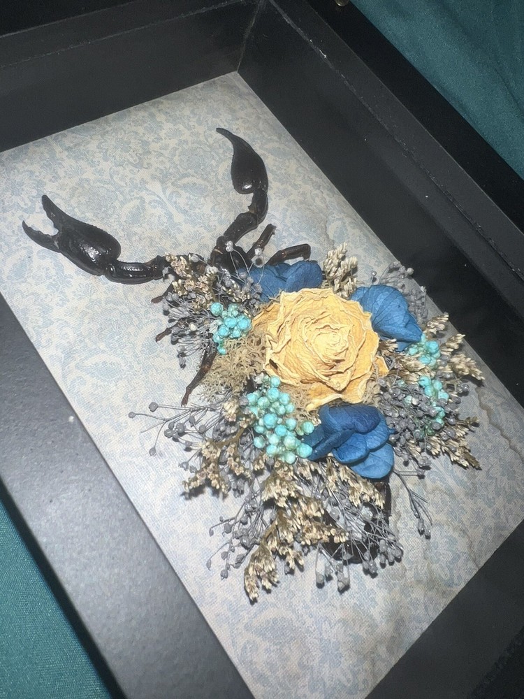 Scorpion shadow box / Oddities