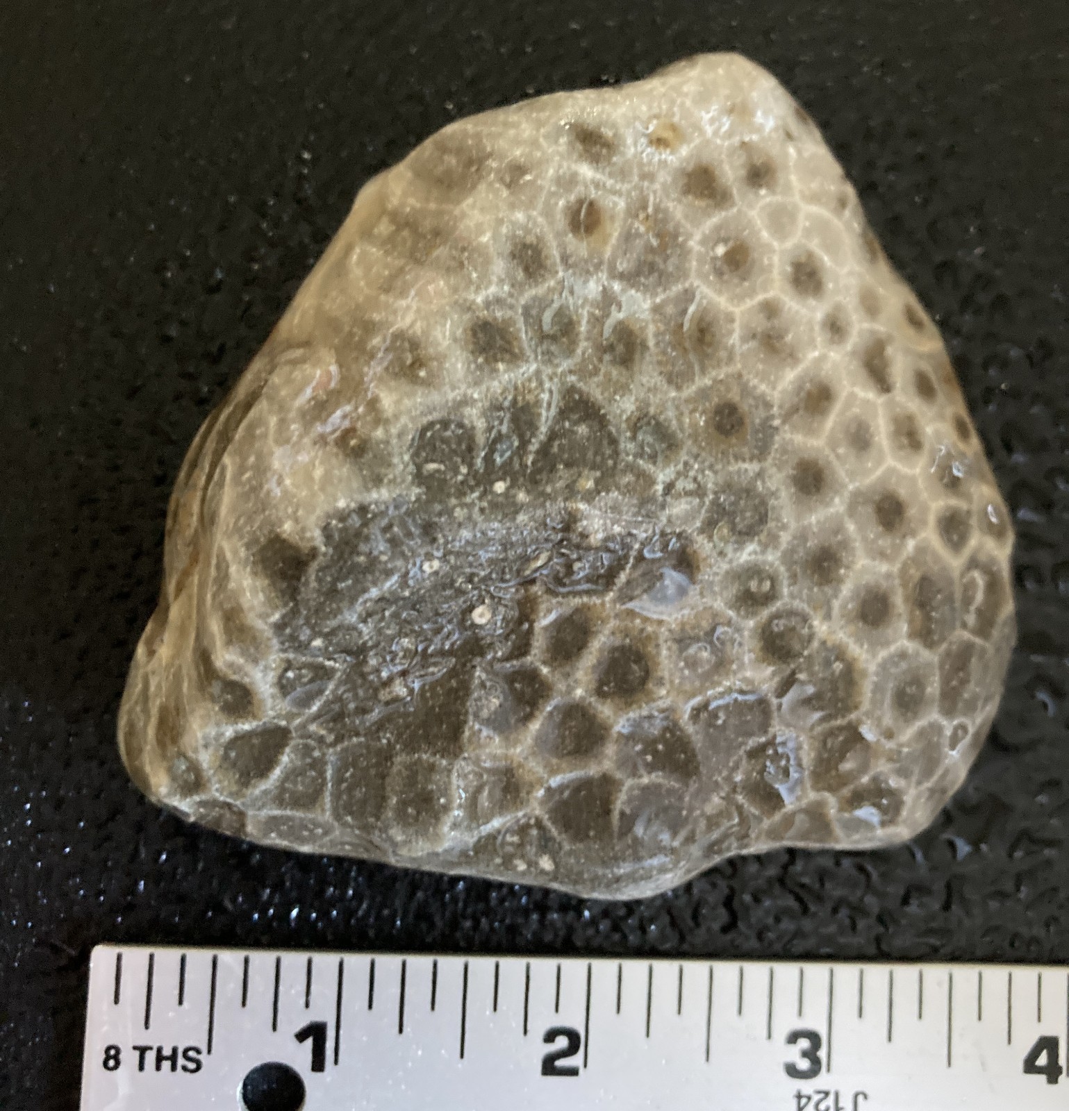 Michigan Petoskey Stone Hexagonaria Fossil Detailed 3.6" Display Specimen 11oz
