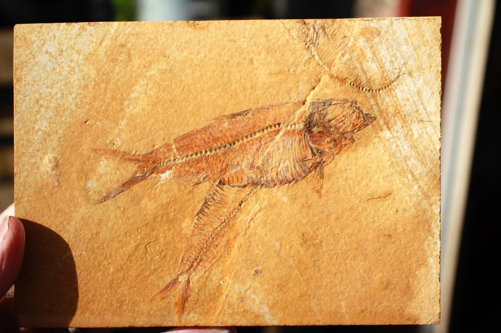 3 Fossil Fish • Complete Knightia eocena • 4.75"
