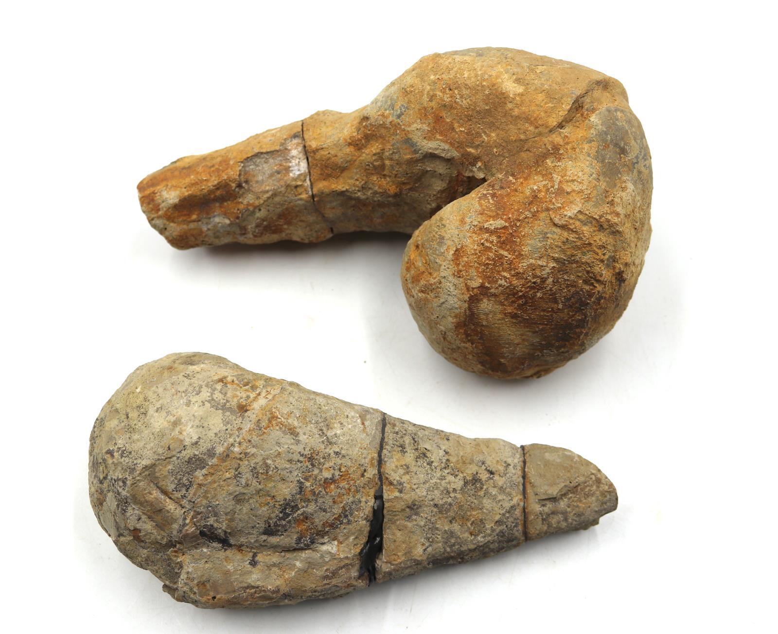 Lot of 2 Rudist Bivalve Fossils Upper Cretaceous #18121