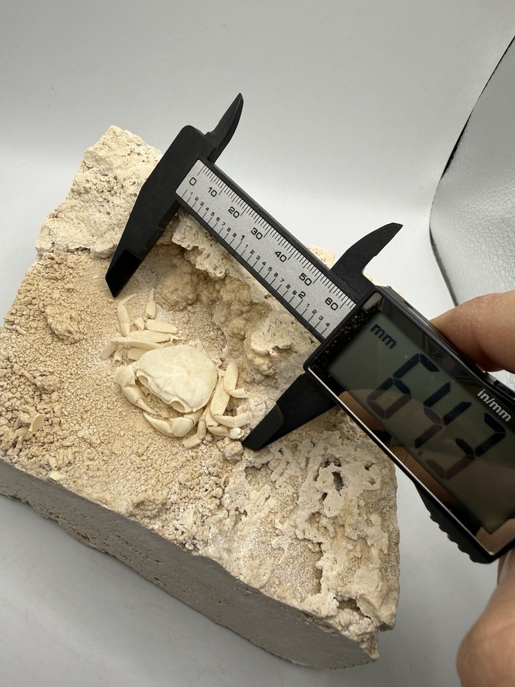 Authentic Potamon Fossil Crab Collection
