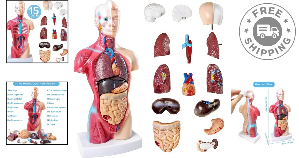 Interactive 10.5-Inch Human Anatomy Torso Model - Perfect for Learning
