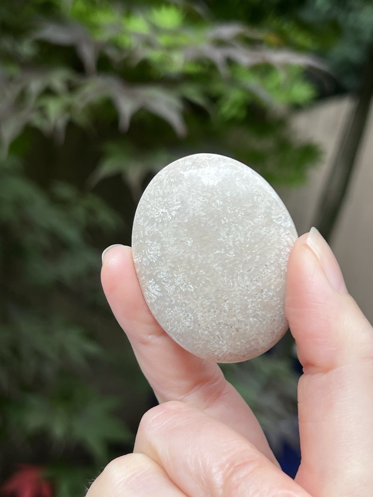 Fossilized Coral Crystal Palmstone AAA+ 7