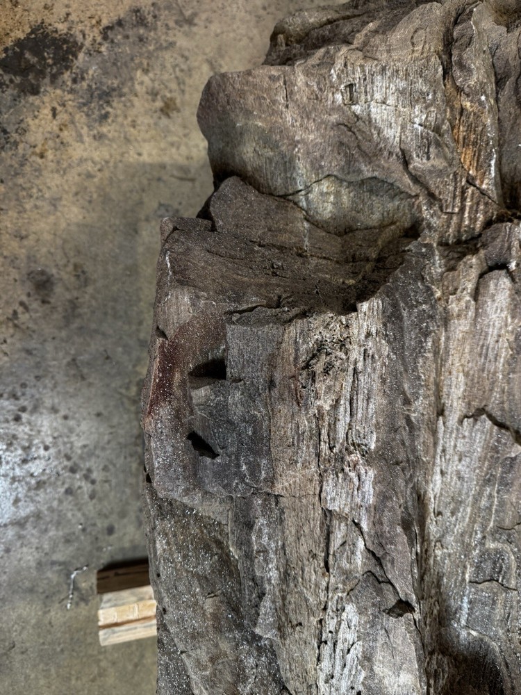 petrified wood Core Of Trunk. Read Full Description.
