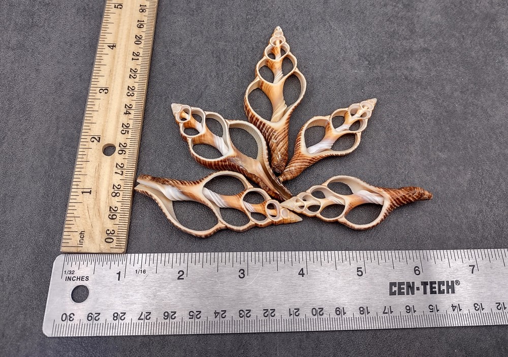 Center Cut Fox Shells (5 shells approx. 2+ inches)