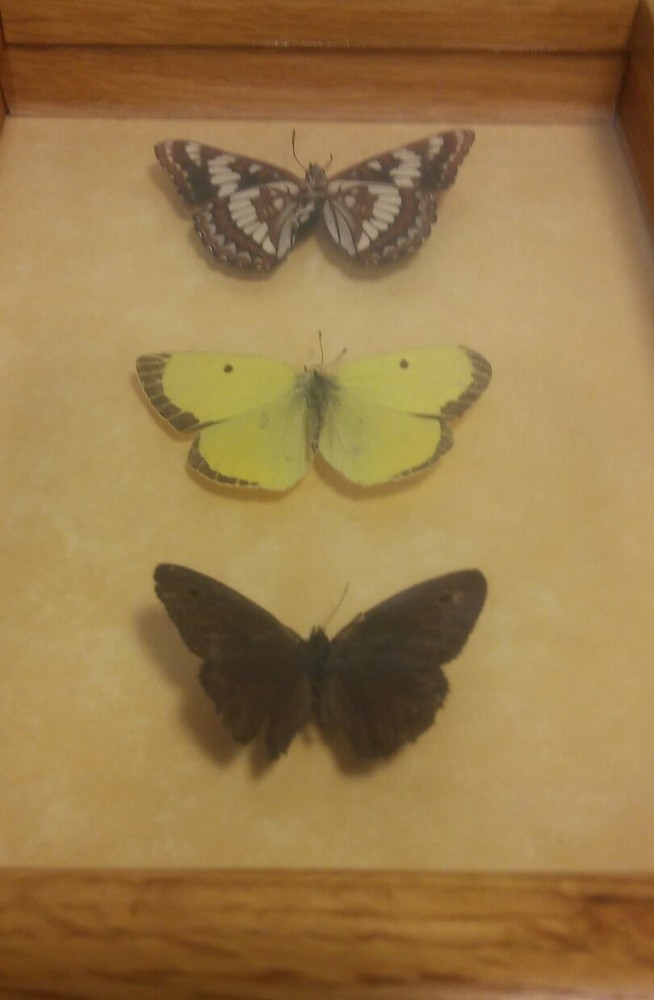 Butterfly Mounts - in 6 x 8" Shadowbox frame
