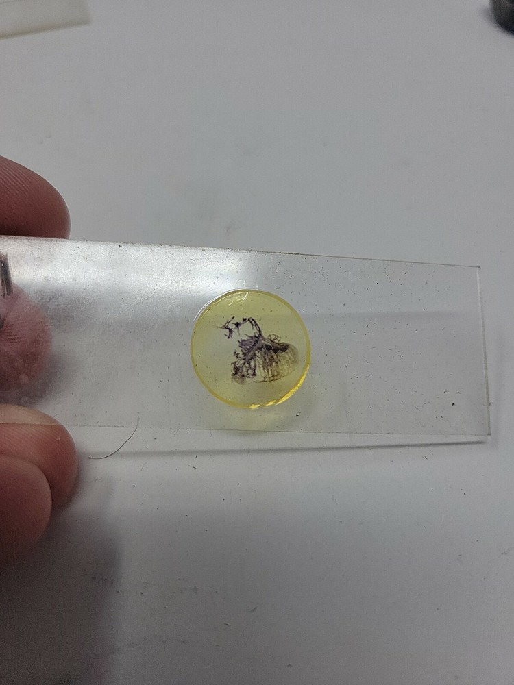 Vintage Microscope Slide 1941