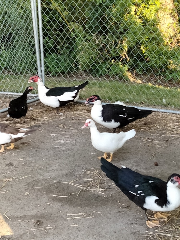 10 Muscovy Hatching Eggs *Read Description*