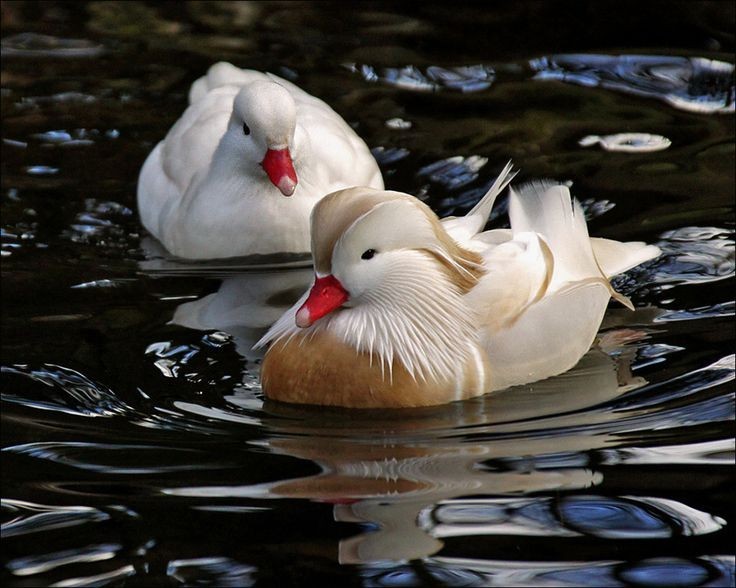 1 Regular SPLIT TO WHITE SINGLES Exotic Mandarin Duck Hatching Eggs PRESALE
