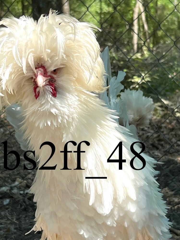 24+ Polish Hatching Eggs Variety Pack