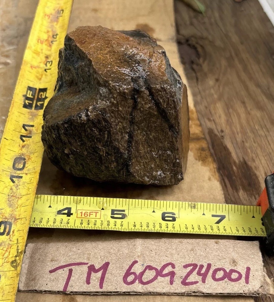 Tempskya petrified Palmwood