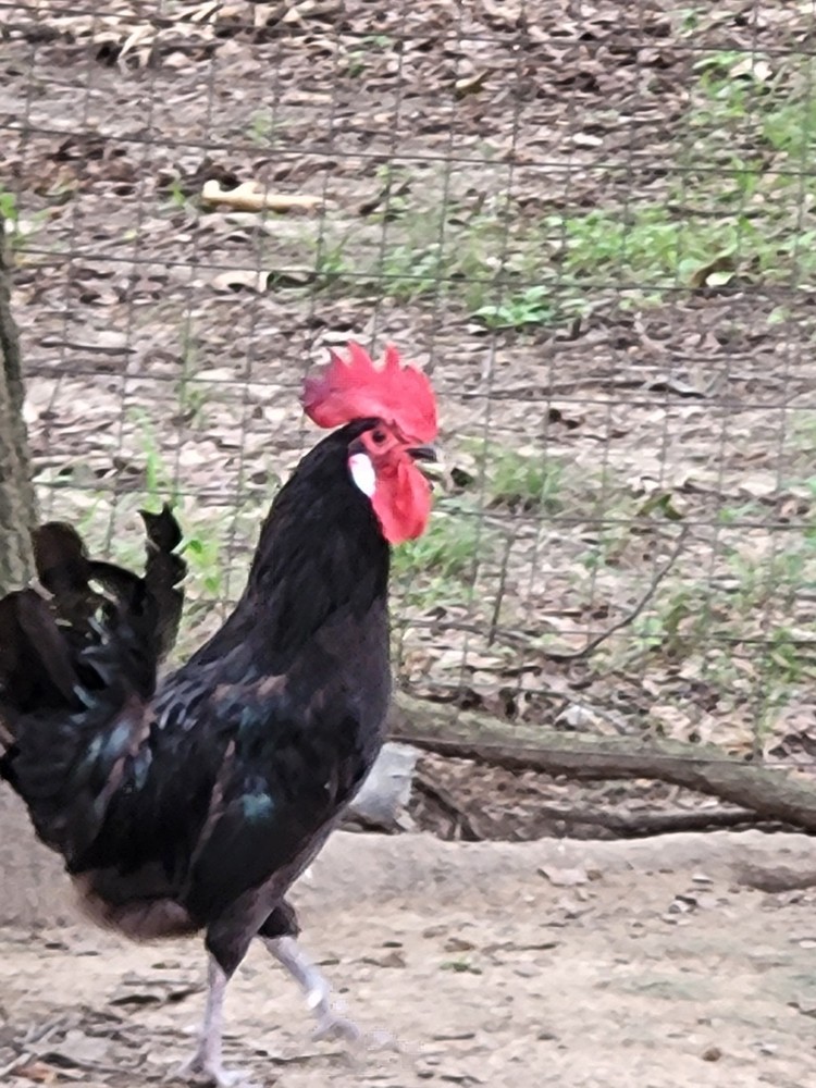 18 Rare Black Penedesenca Hatching Eggs