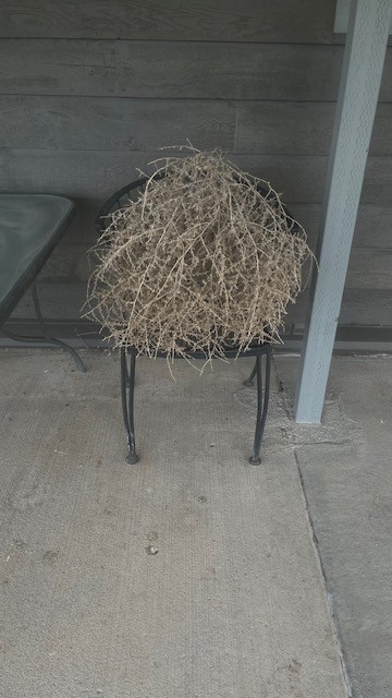 Tumbleweed Russian Thistle - 22"x28"