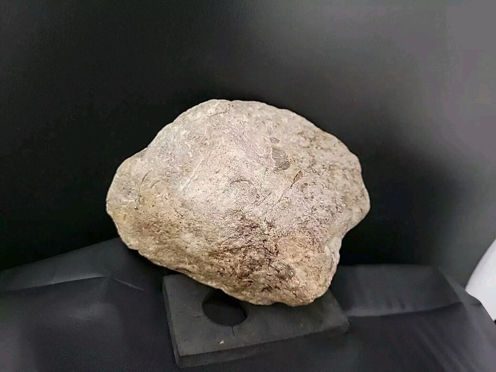 fossilized clam shell