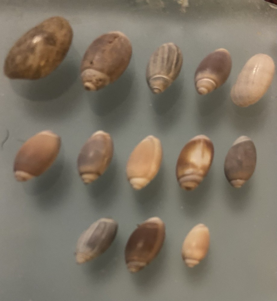 Lot Of 13 Tiny Olive Shells