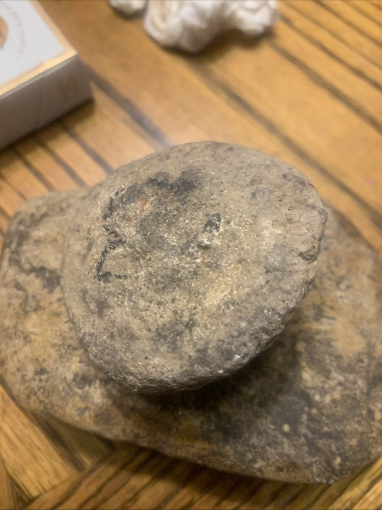 Fossils