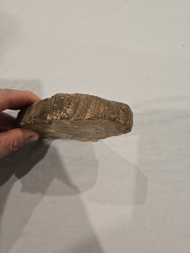 Petrified Wood Raw Slab Sample With Quartz -600g
