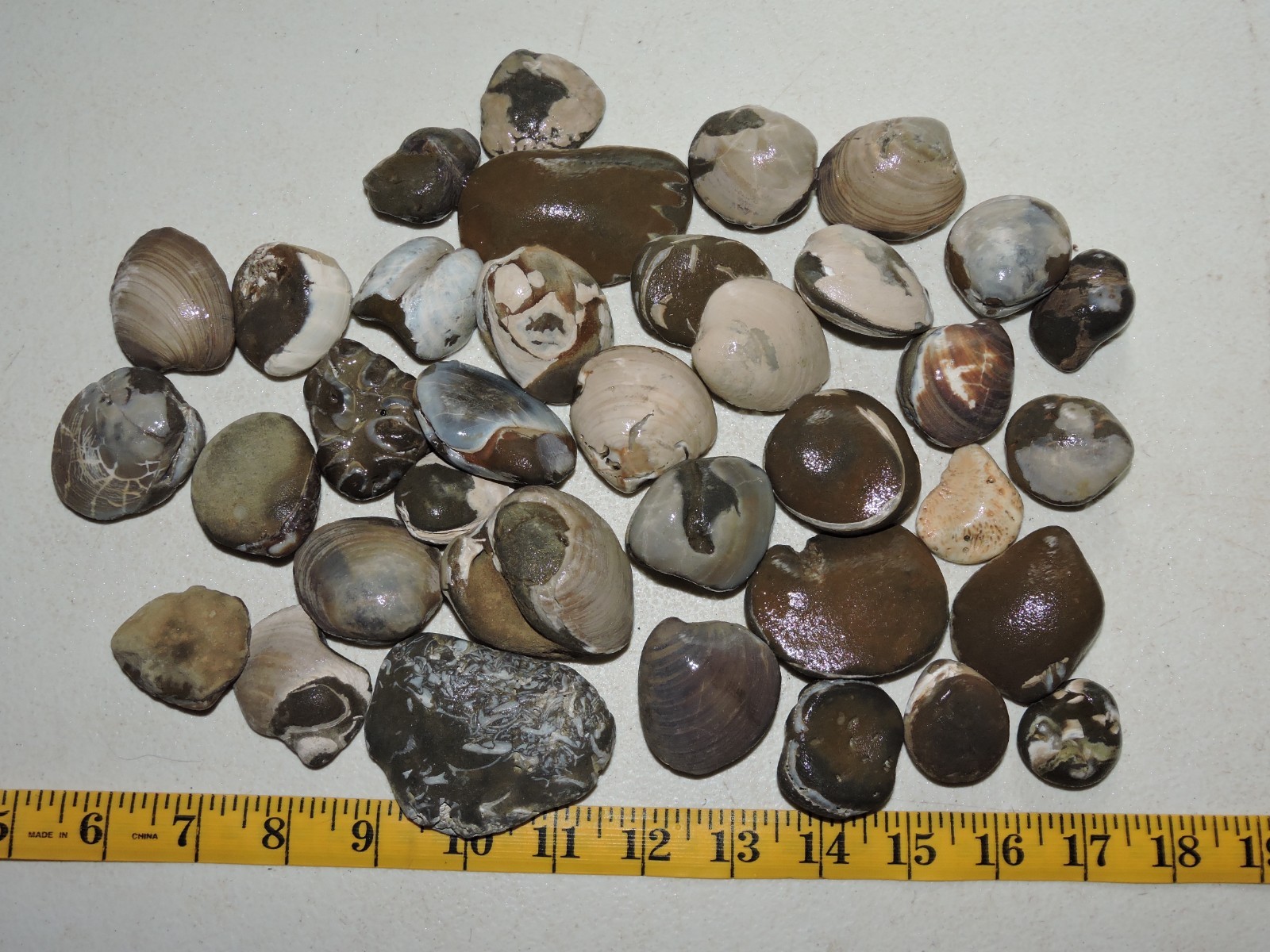 Box of MIXED Pacific Coast CLAM FOSSIL SHELL STONES Anadara, Steinkern ( 4 lb )