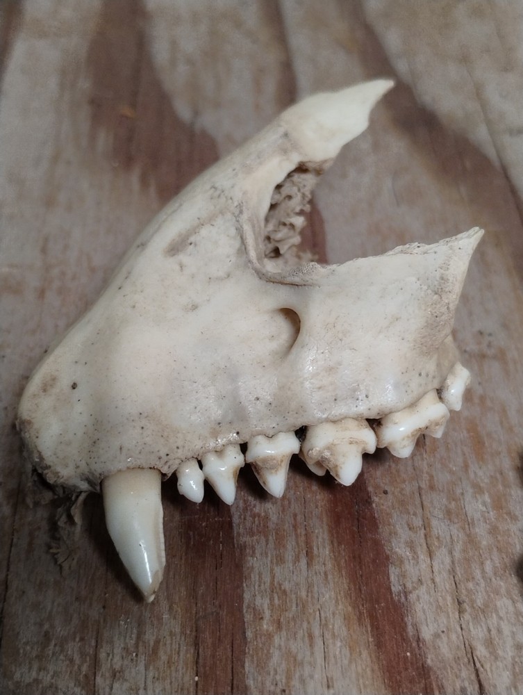 Partial Animal Skull & Jaw Bone Set