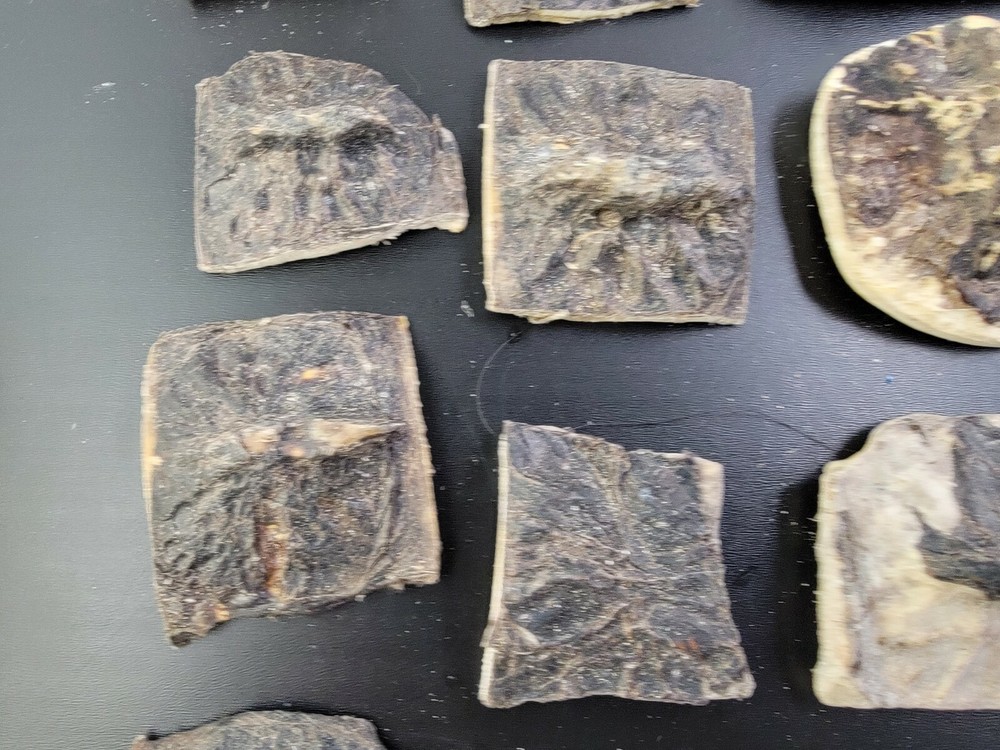 Gator ALLIGATOR BACK SCUTE bone bones BONY skutes croc weird OSTEODERMS unclean