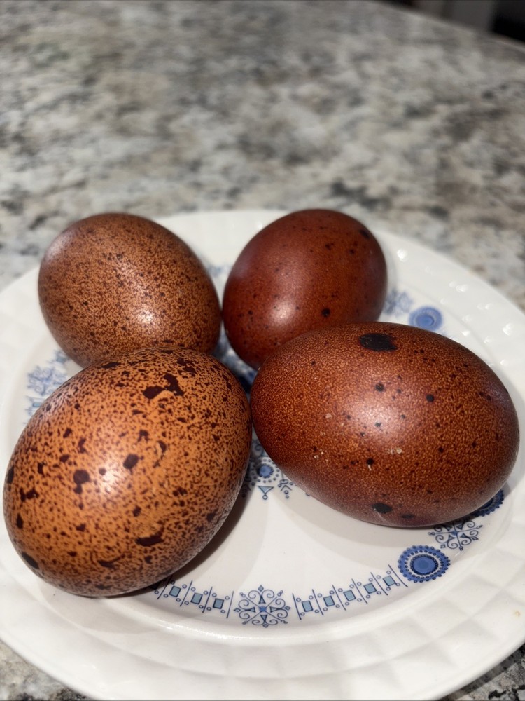 Npip cert. Four (4) Speckled Brown Mixed Breed Hatching Eggs