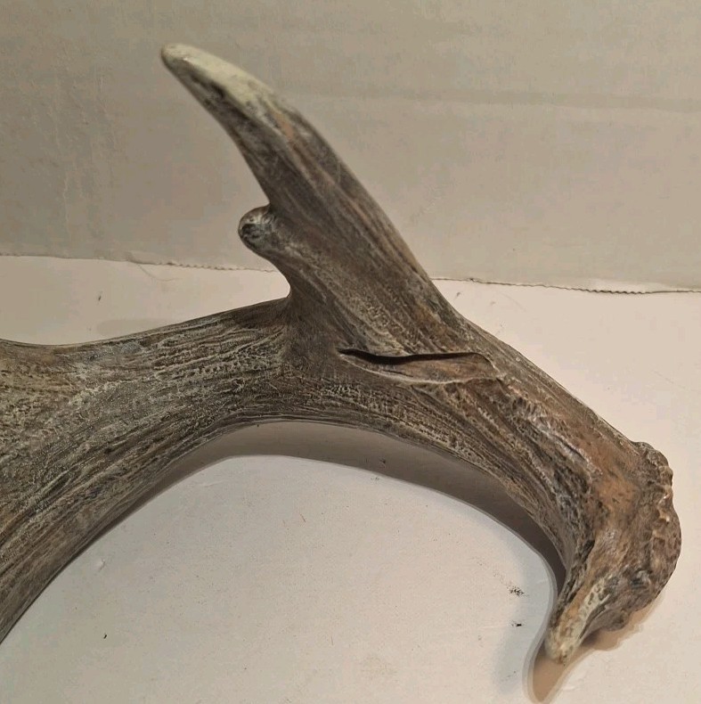 6 Point Deer Antler Wall Mount Antler Decor