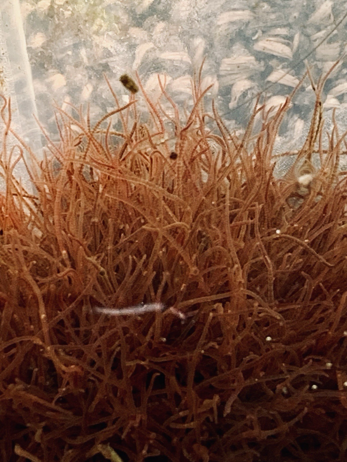 🪱💧 Live BLACKWORMS 100+ Healthy Strand - LIVE FISH FOOD💧🪱